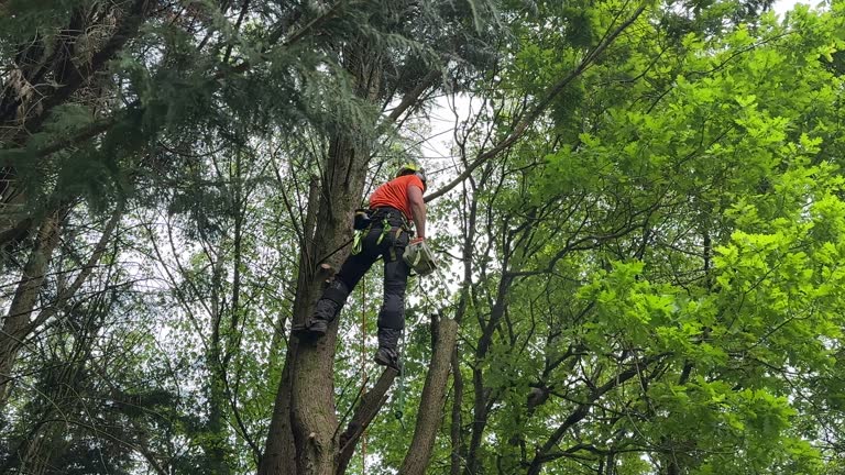 Best Arborist Consultation Services  in Phillipsburg, NJ